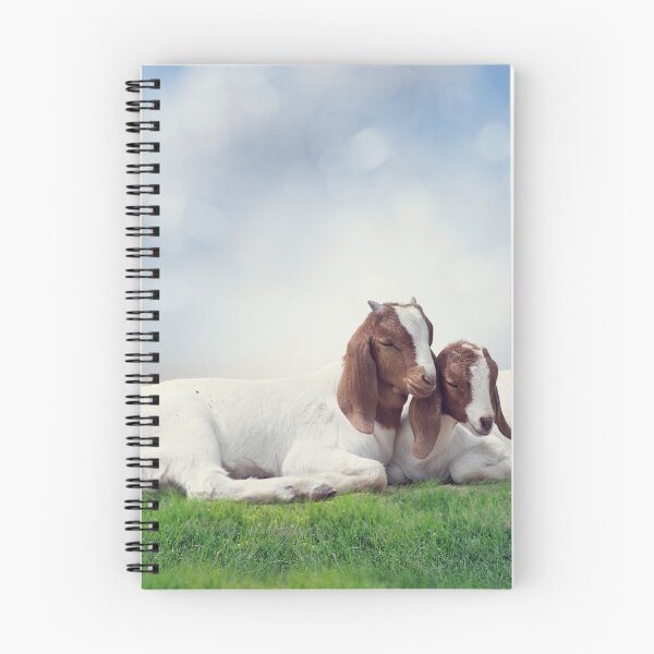 Item preview, Two young Boer goats resting designed and sold by svetlanna.