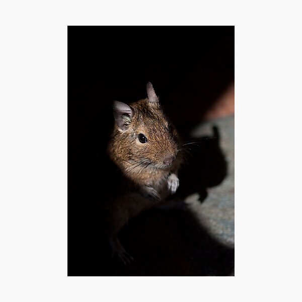 Item preview, Degus designed and sold by Jon Lees.
