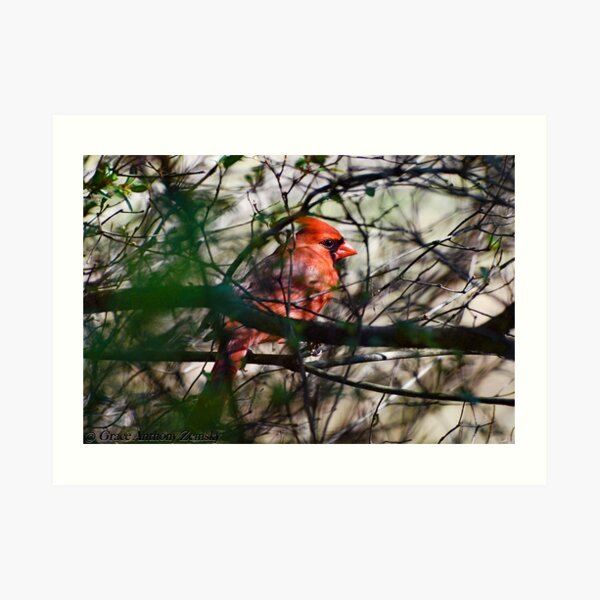 Spring Cardinal Art Print
