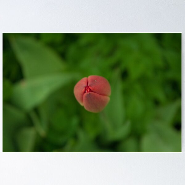 Item preview, Tulip designed and sold by Jeff Knee.