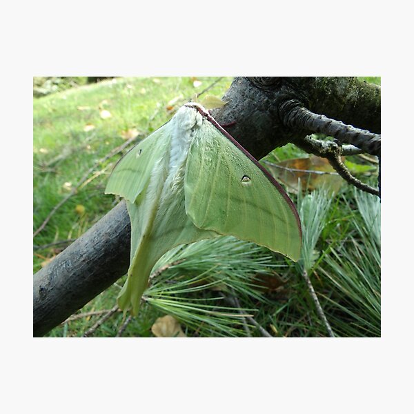 Japanese moon moth Photographic Print
