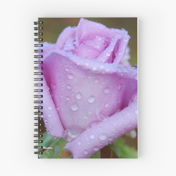 Artikelvorschau, Die Rose "Blue Moon" entworfen und verkauft von Magriet Meintjes.