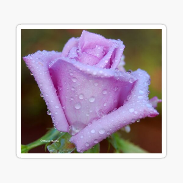 THE "BLUE MOON" ROSE Sticker