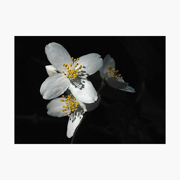 Artikelvorschau, Dogwood entworfen und verkauft von Karen Zimmerman.