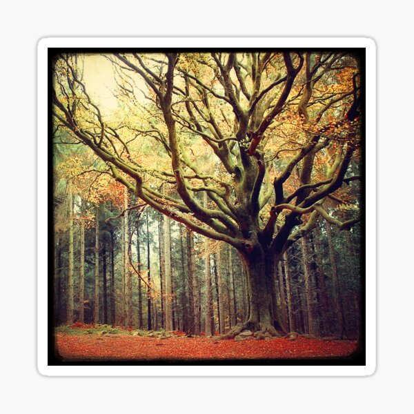 Item preview, Ponthus beech - Brocéliande designed and sold by Marc Loret.