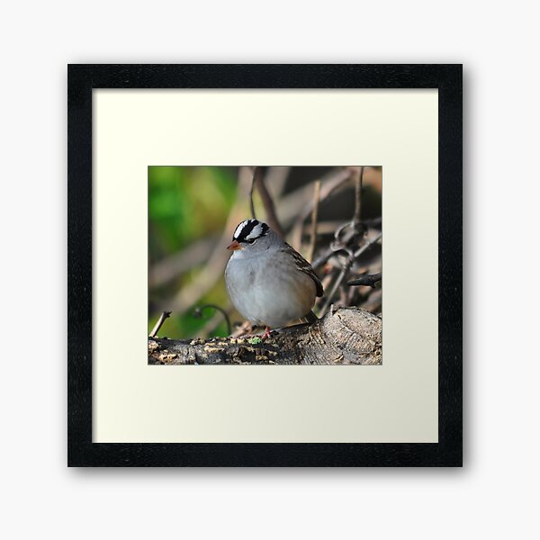 White-crowned Sparrow Framed Art Print