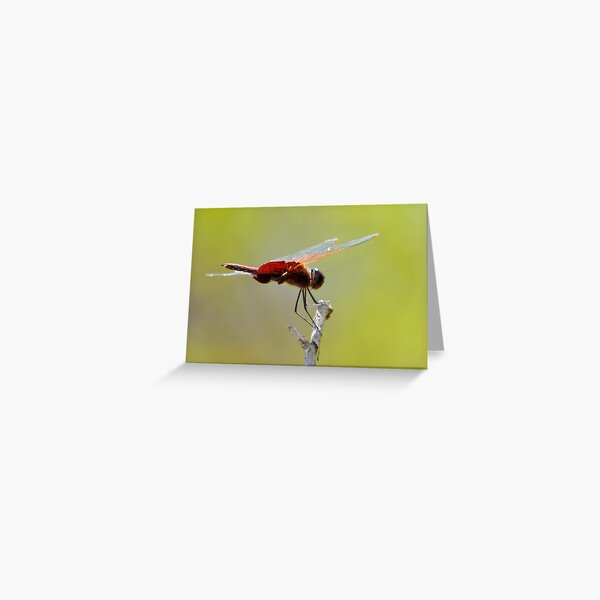 Tramea carolina Greeting Card