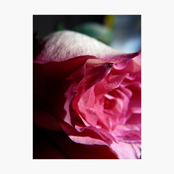 Item preview, pink rose designed and sold by tego53.