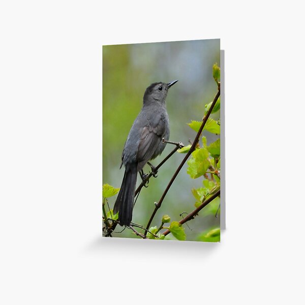 Gray Catbird Greeting Card