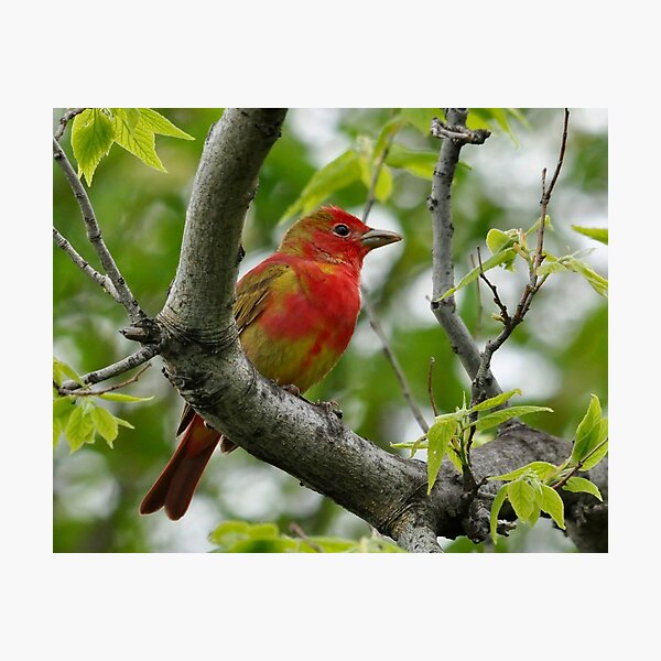 Summer Tanager Photographic Print