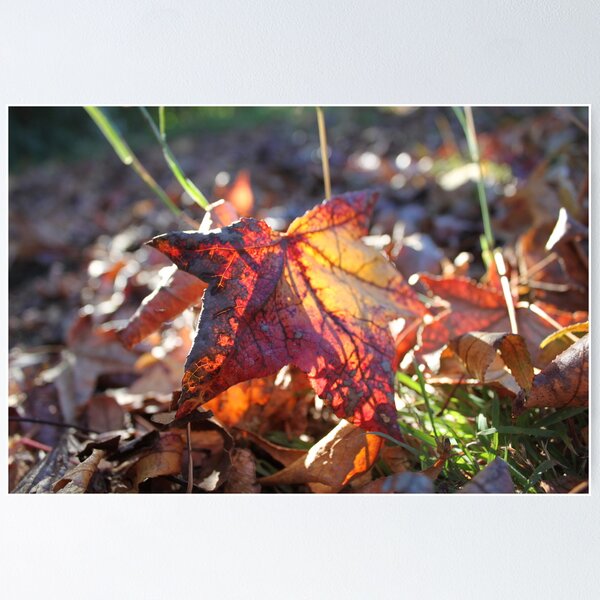 Item preview, Autumn sun designed and sold by grace1993.