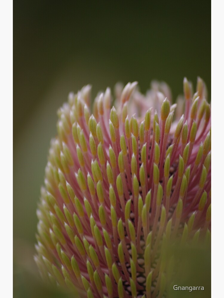 Banksia menziesii by Gnangarra