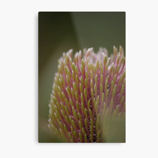 Banksia menziesii Metal Print