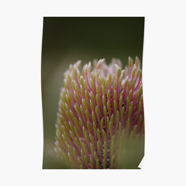 Banksia menziesii Poster