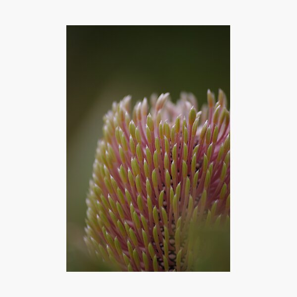Banksia menziesii Photographic Print