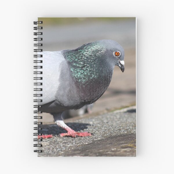 Item preview, Dancing pigeon designed and sold by GreyFeatherPhot.