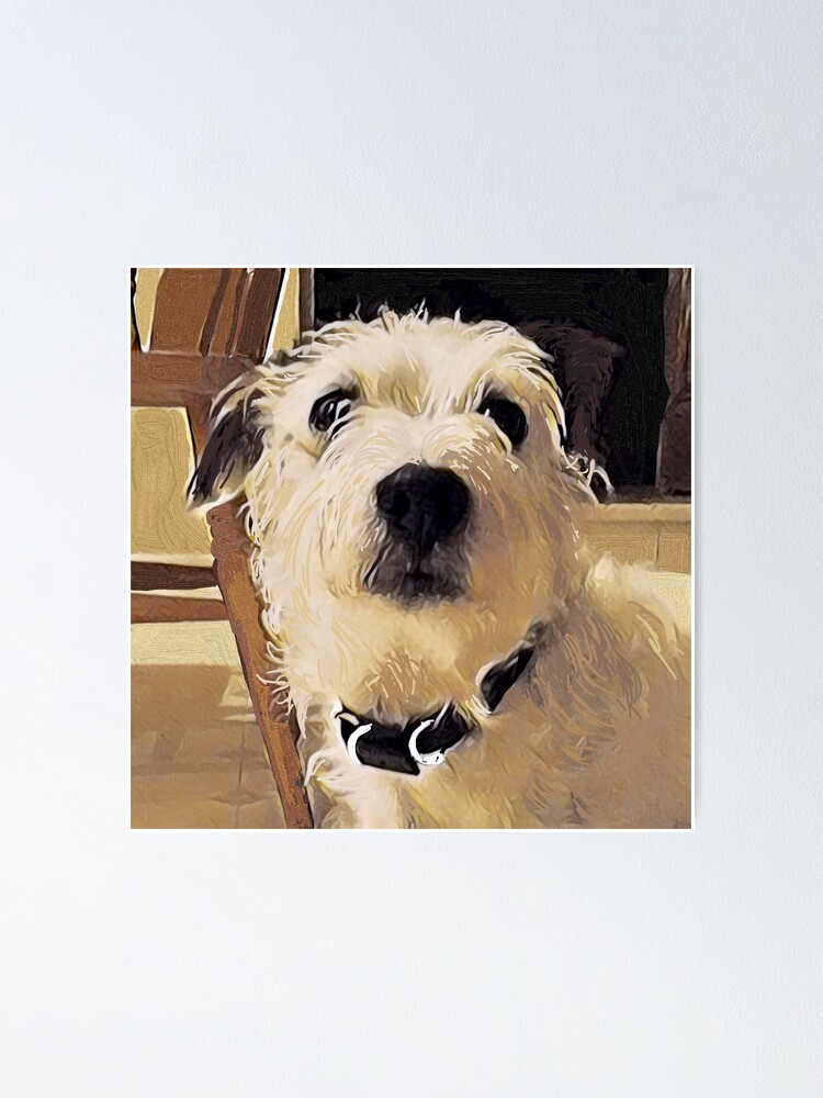 White long haired 2024 jack russell terrier