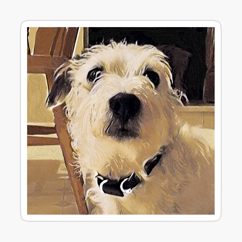 Miniature Long Haired Jack Russell seeds.yonsei.ac.kr