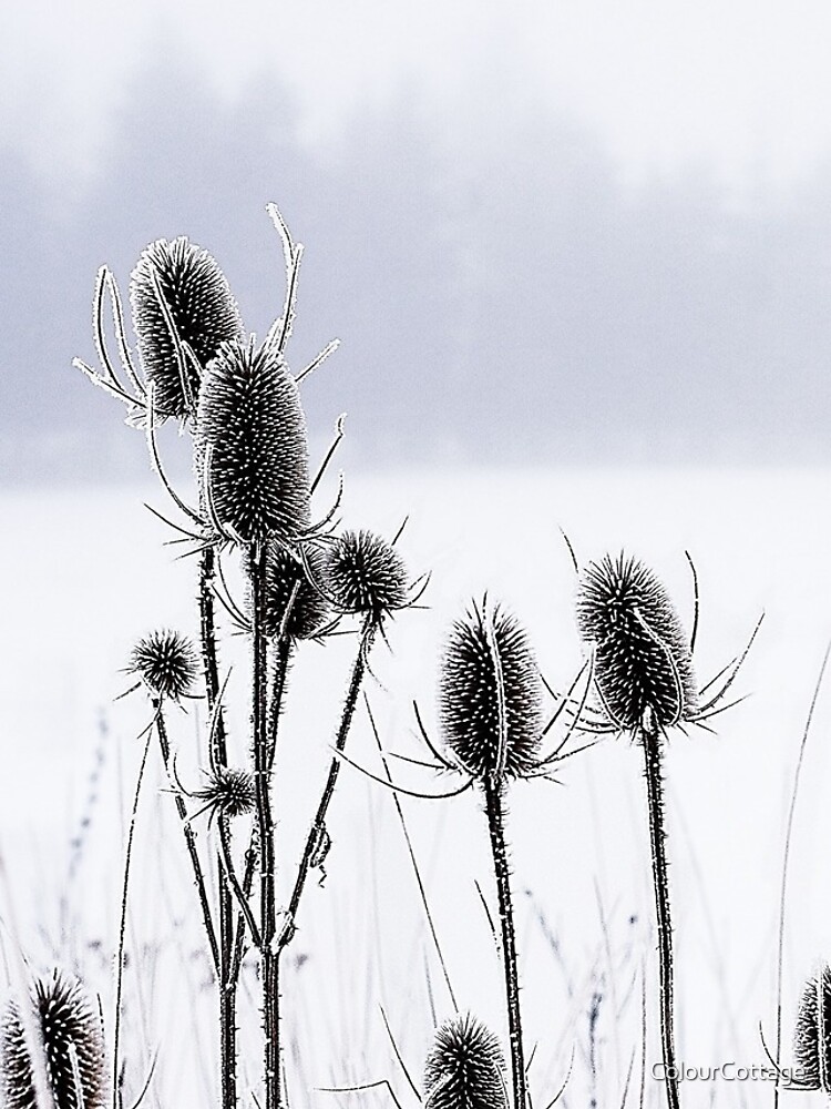Thistles in the snow by ColourCottage