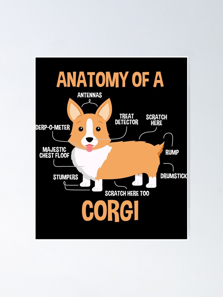 Crazy Dog T-Shirts Womens Corgi Panties Cute Pet Lovers Puppy Graphic  Novelty Underwear For Ladies