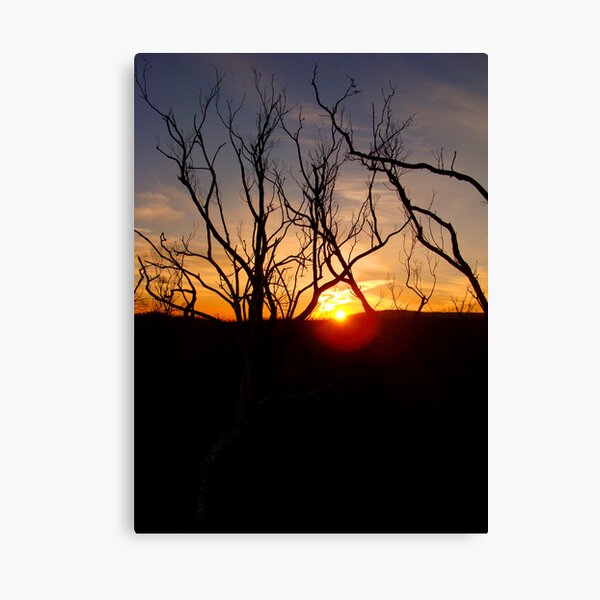 Sunset through the twigs Canvas Print