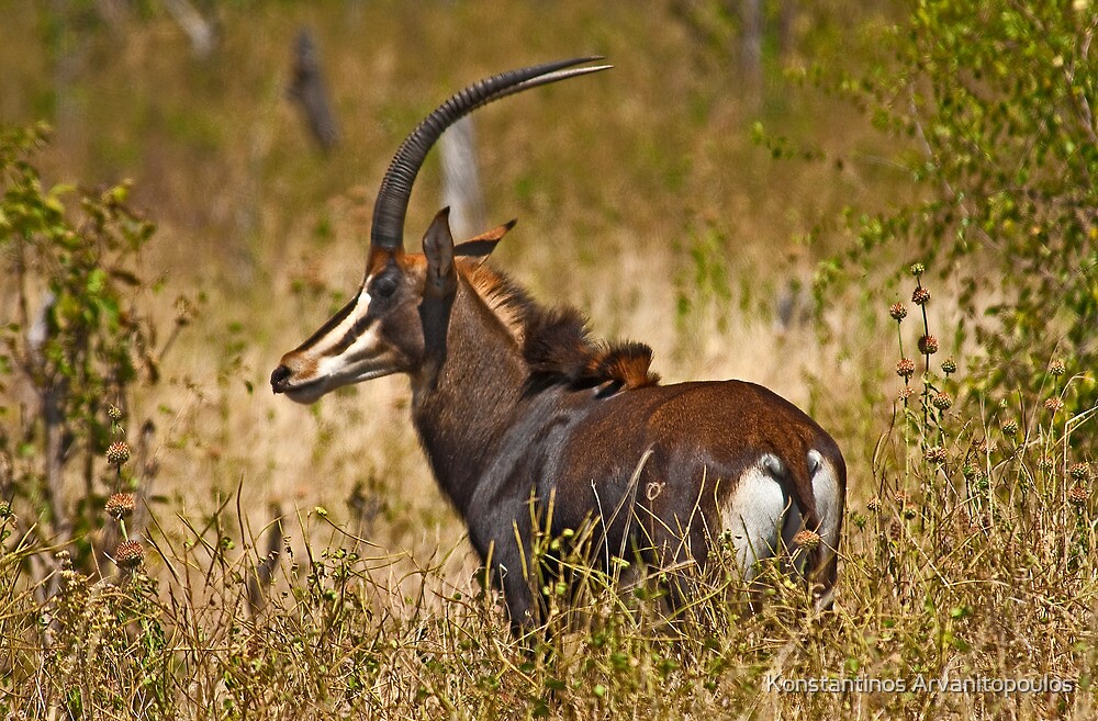 Sable Antelope Hippotragus Niger By Konstantinos Arvanitopoulos