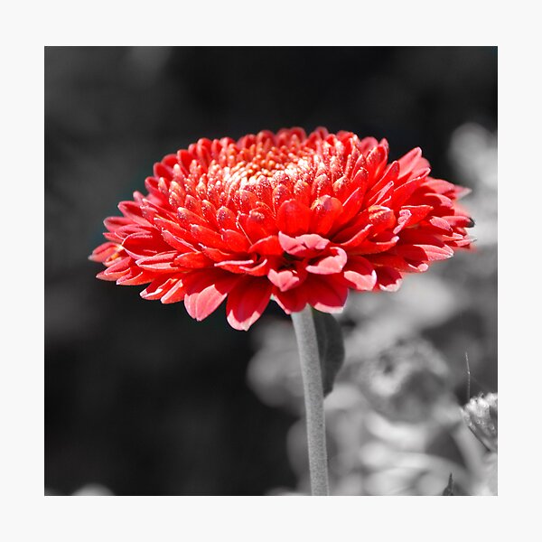 Item preview, red flower designed and sold by Janis Read-Walters.