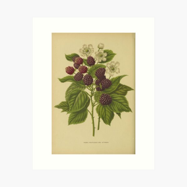 Artikel-Vorschau von Botanische Brombeere, designt und verkauft von BlueSpecsStudio.