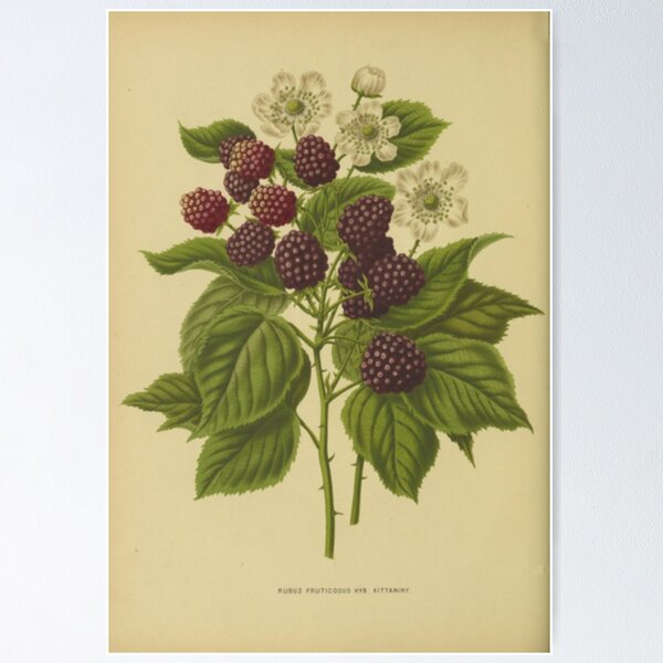 Item preview, Botanical Blackberry designed and sold by BlueSpecsStudio.