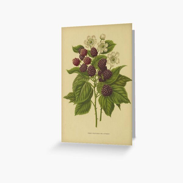 Artikel-Vorschau von Botanische Brombeere, designt und verkauft von BlueSpecsStudio.