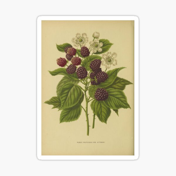 Item preview, Botanical Blackberry designed and sold by BlueSpecsStudio.