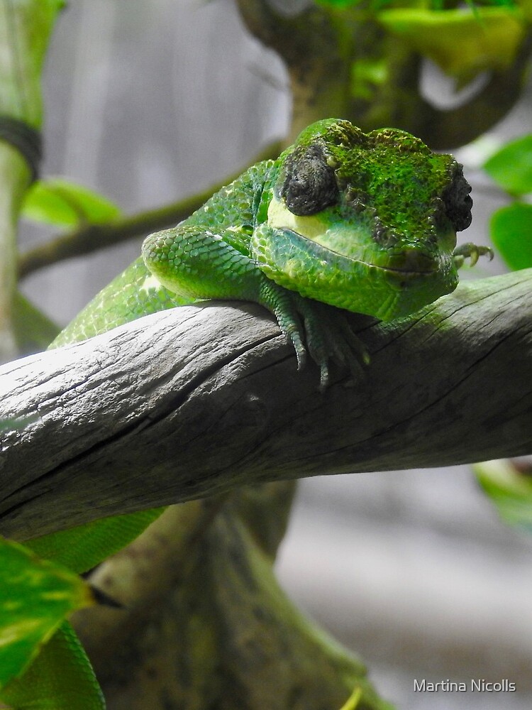 Knight Anole Lizard by martina