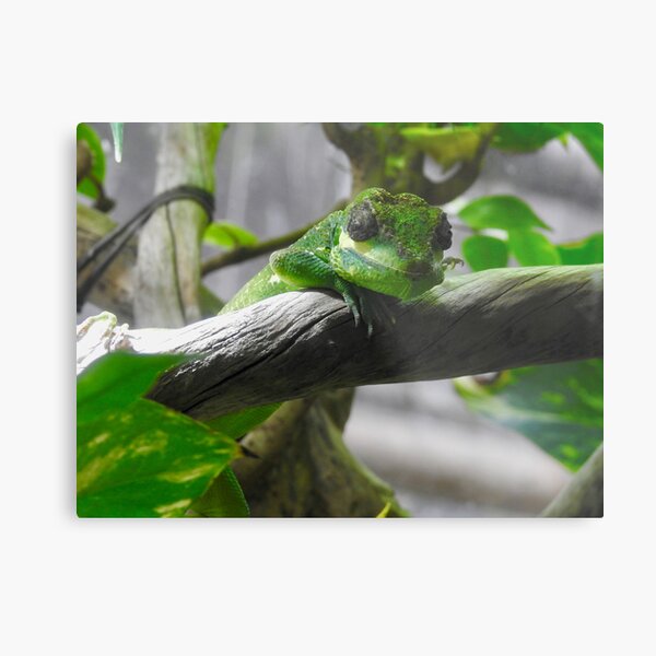 Metal Print