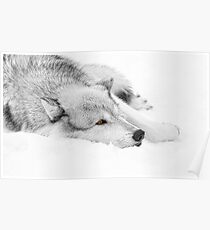 Wolf Laying in Snow Poster