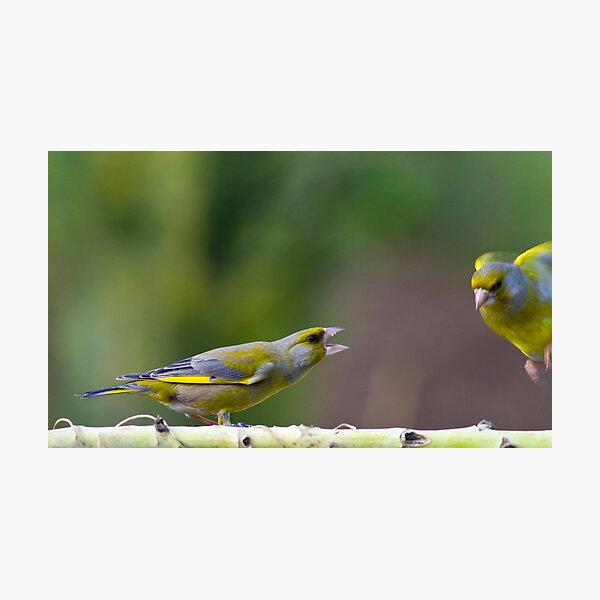 Item preview, Green Finch, Gang rivalry designed and sold by Janika.