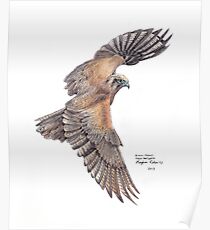 Brown Falcon Poster