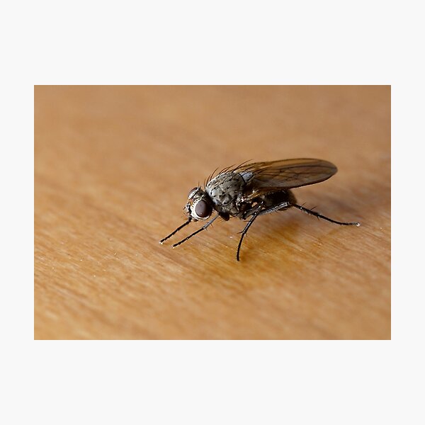 Item preview, Pest Study designed and sold by Macky.