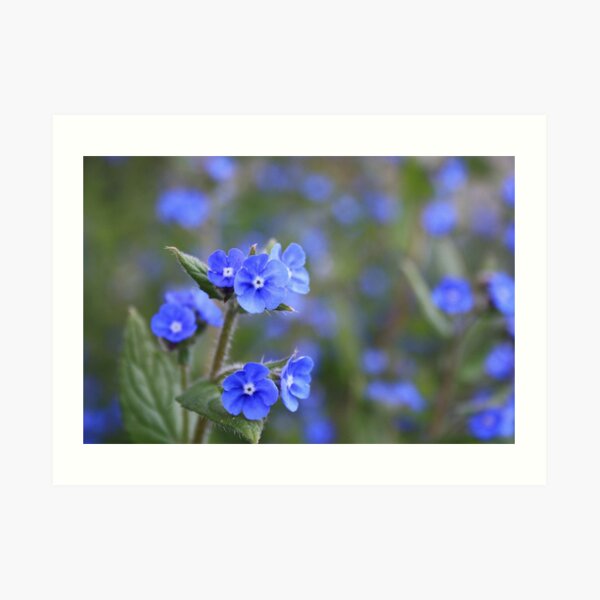 Green Alkanet Art Print