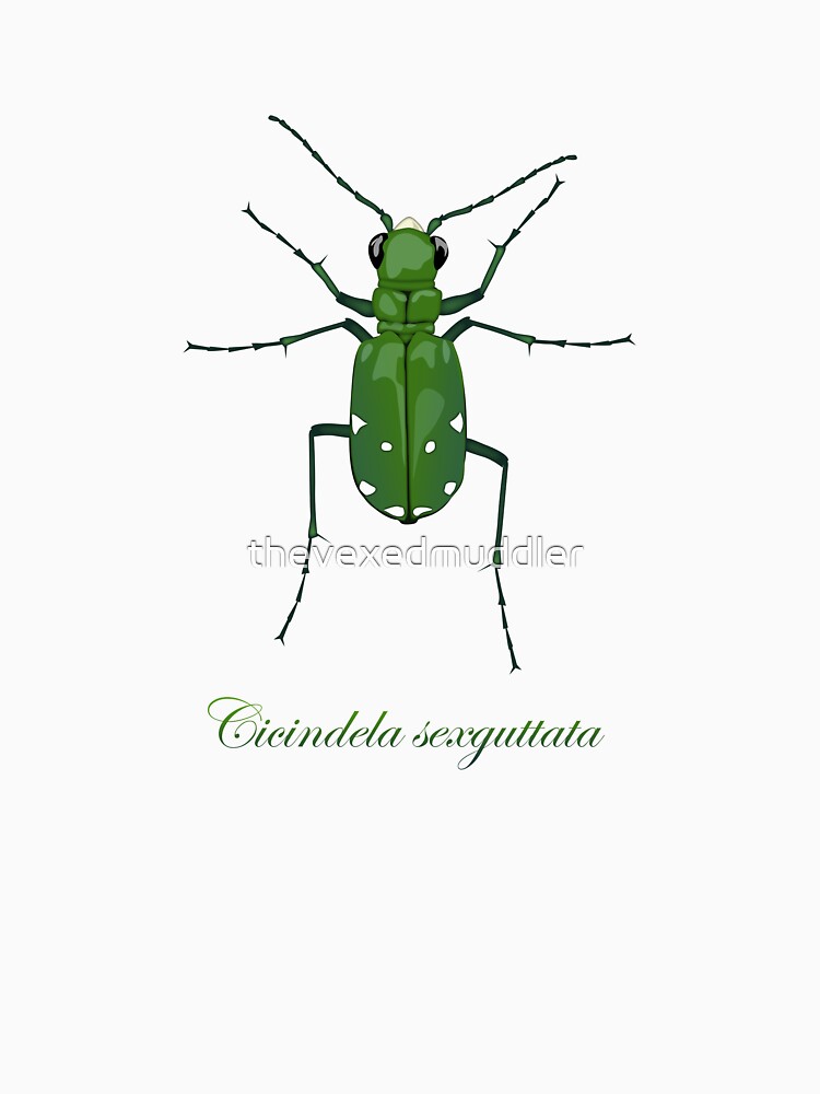 Six-spotted green tiger beetle, Cicindela sexguttata by thevexedmuddler