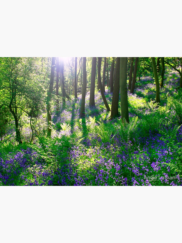 Bluebell Woods by AngelaBarnett