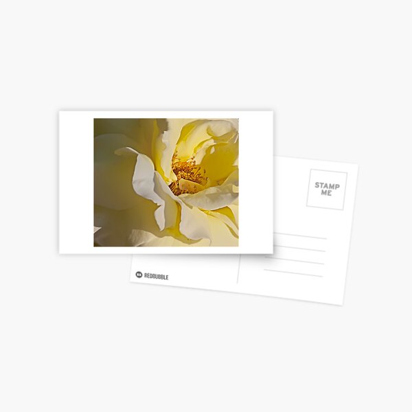 Yellow rose's heart Postcard