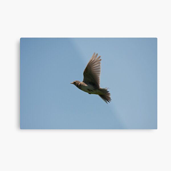 Skylark Metal Print