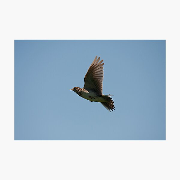 Skylark Photographic Print