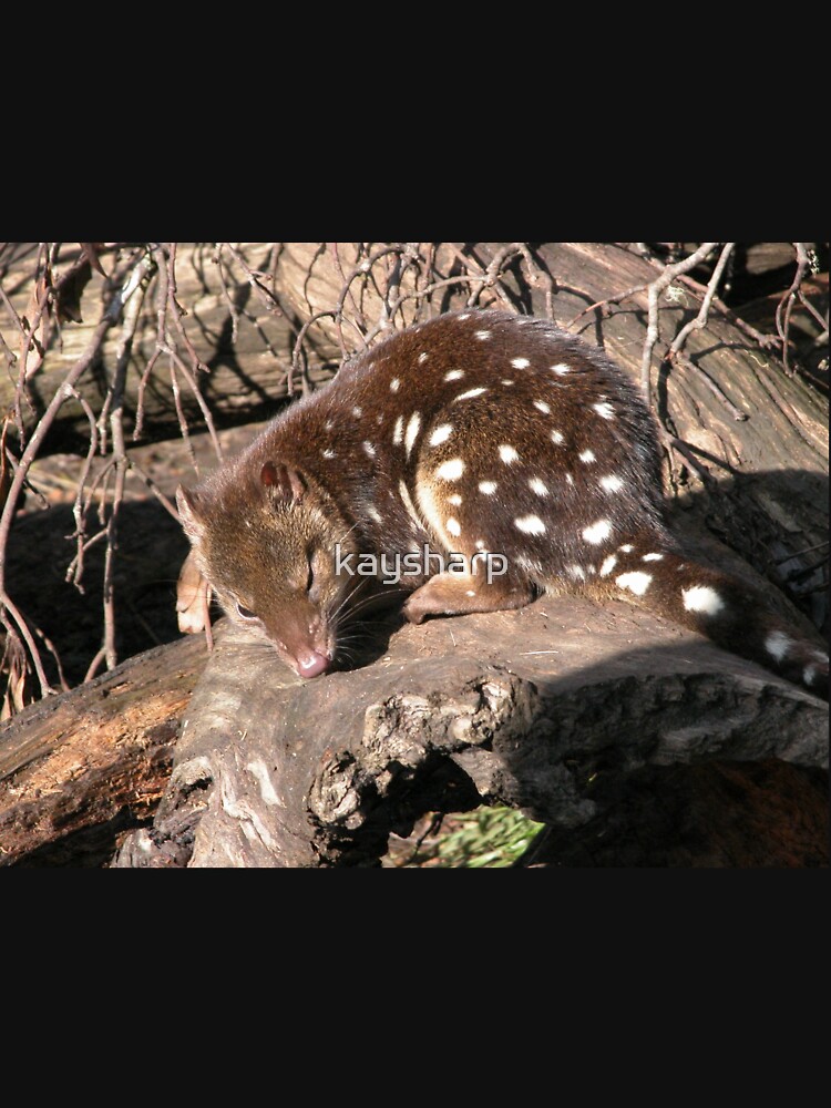 "Spotted Quoll At Tasmanian Devil Sanctuary, Cradle Mountain, Tasmania