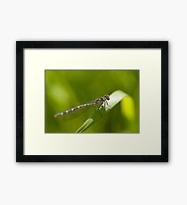 Variable Damselfly Framed Print