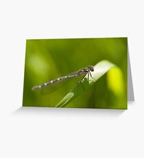 Variable Damselfly Greeting Card