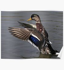 Purple Patch Poster