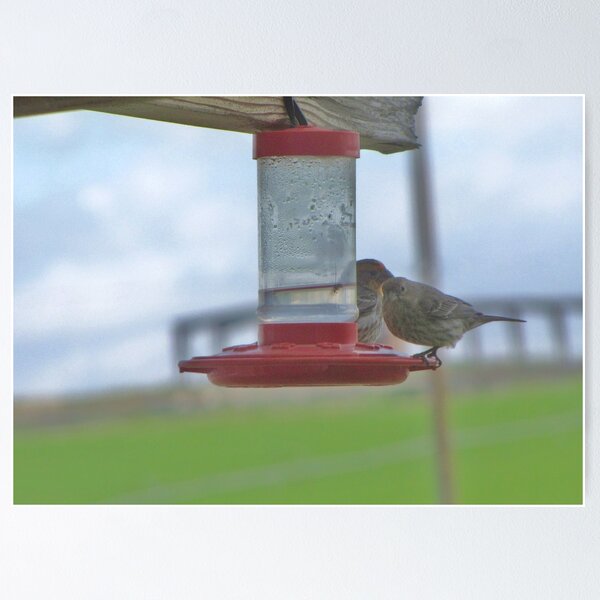 Item preview, Mr. and Mrs. Finch Stealing Necter designed and sold by Diane Arndt.