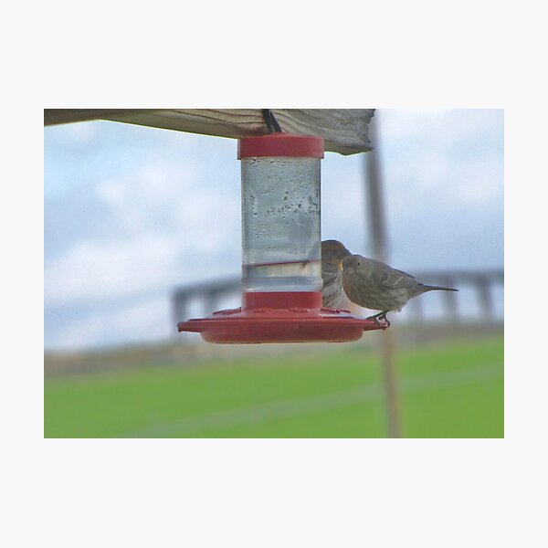 Item preview, Mr. and Mrs. Finch Stealing Necter designed and sold by Diane Arndt.
