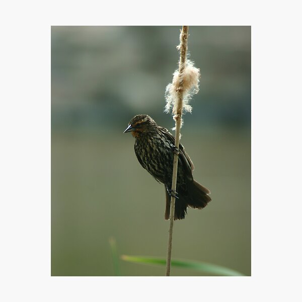 Item preview, Female Red-winged Blackbird designed and sold by eaglewatcher4.